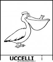 disegni_animali/uccelli/Pellicano.JPG