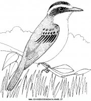 disegni_animali/uccelli/an-uccello4.JPG