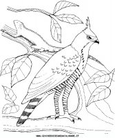 disegni_animali/uccelli/an-uccello5.JPG