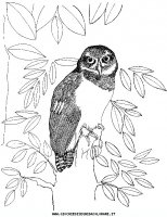 disegni_animali/uccelli/an-uccello6.JPG