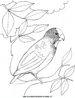 disegni_animali/uccelli/an-uccello7.JPG