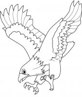disegni_animali/uccelli/aquila.jpg