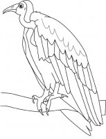 disegni_animali/uccelli/avvoltoio.jpg