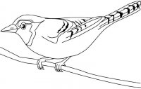 disegni_animali/uccelli/blue-jay.jpg