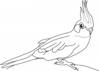disegni_animali/uccelli/cacatua.jpg