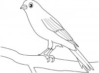 disegni_animali/uccelli/canarino.jpg