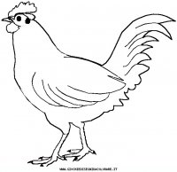 disegni_animali/uccelli/chicken.JPG
