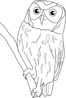 disegni_animali/uccelli/civetta.jpg