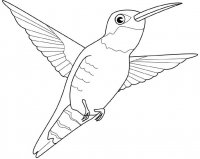 disegni_animali/uccelli/colibri.jpg