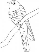 disegni_animali/uccelli/cucu.jpg