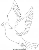 disegni_animali/uccelli/dove.JPG