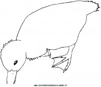 disegni_animali/uccelli/duckbab.JPG