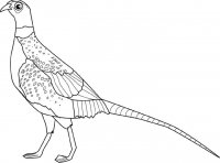 disegni_animali/uccelli/fagiano.jpg