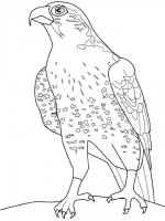 disegni_animali/uccelli/falco.jpg