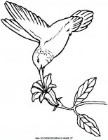disegni_animali/uccelli/hum_bird.JPG