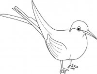 disegni_animali/uccelli/merlo.jpg