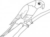 disegni_animali/uccelli/pappagal.jpg