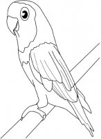 disegni_animali/uccelli/pappapagallo.jpg
