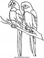 disegni_animali/uccelli/parrot5.JPG