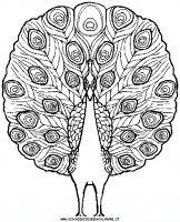 disegni_animali/uccelli/peacock3.JPG