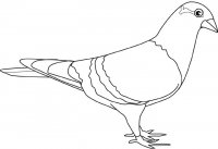 disegni_animali/uccelli/piccione.jpg