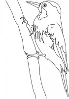 disegni_animali/uccelli/pivert.jpg
