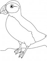 disegni_animali/uccelli/puffin.jpg