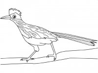 disegni_animali/uccelli/roadrunner.jpg