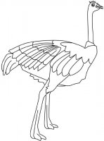 disegni_animali/uccelli/struzzo.jpg