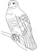 disegni_animali/uccelli/tortora.jpg