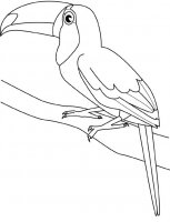 disegni_animali/uccelli/tucano.jpg