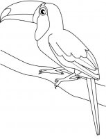 disegni_animali/uccelli/tucano.jpg