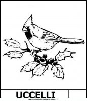 disegni_animali/uccelli/uccelli2.JPG