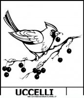 disegni_animali/uccelli/uccelli3.JPG