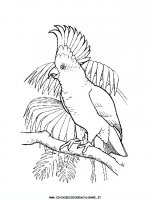disegni_animali/uccelli/uccelli_01.JPG