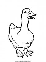 disegni_animali/uccelli/uccelli_02.JPG