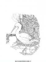 disegni_animali/uccelli/uccelli_03.JPG