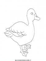 disegni_animali/uccelli/uccelli_04.JPG
