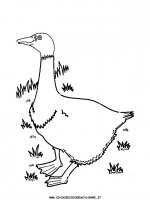 disegni_animali/uccelli/uccelli_05.JPG