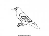 disegni_animali/uccelli/uccelli_06.JPG