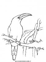 disegni_animali/uccelli/uccelli_07.JPG