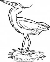 disegni_animali/uccelli/uccelli_08.JPG