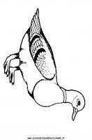 disegni_animali/uccelli/uccelli_09.JPG