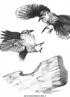 disegni_animali/uccelli/uccelli_12.JPG