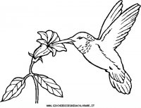disegni_animali/uccelli/uccelli_23.JPG
