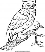 disegni_animali/uccelli/uccelli_28.JPG