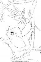 disegni_animali/uccelli/uccelli_33.JPG