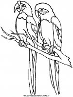disegni_animali/uccelli/uccelli_35.JPG