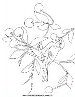 disegni_animali/uccelli/uccelli_39.JPG