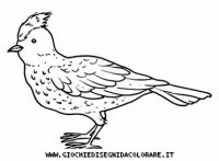 disegni_animali/uccelli/uccelli_b9651.JPG